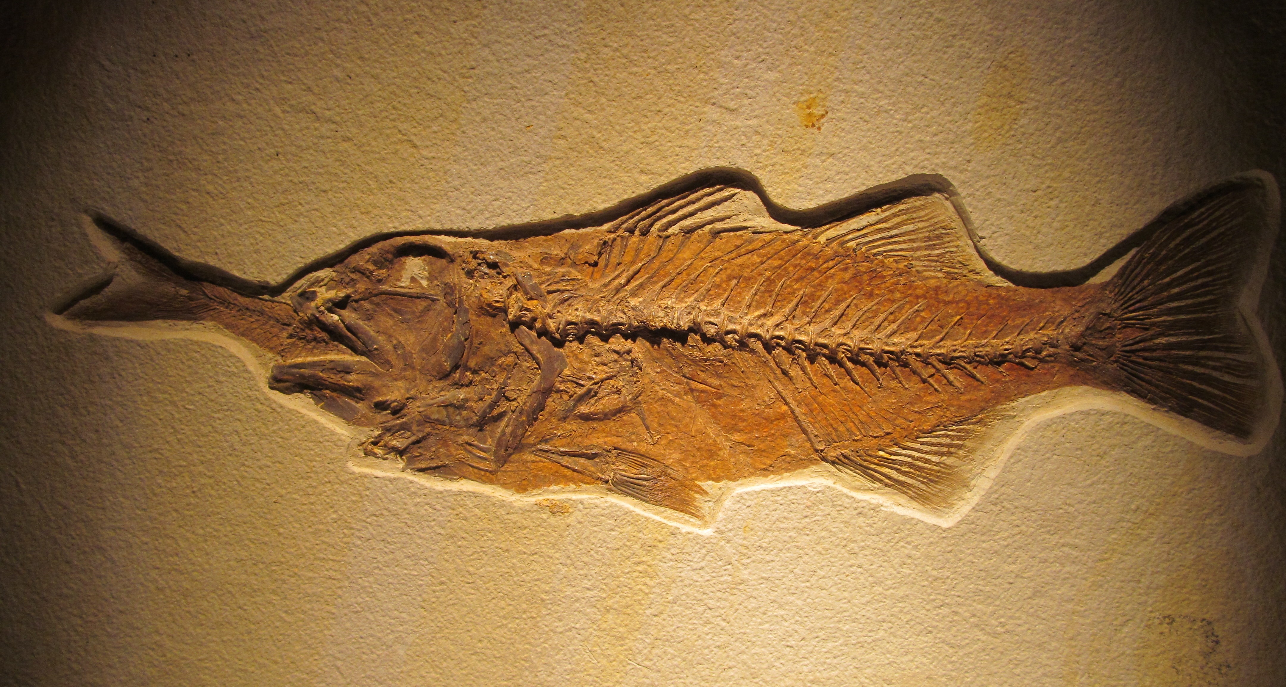 FISH FOSSILS - Creation Engineering Concepts